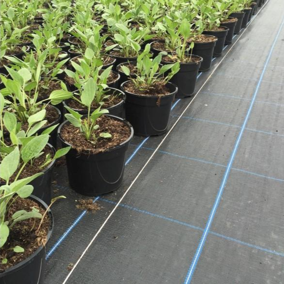 Geotêxtil de cobertura do solo para prevenção do crescimento de ervas daninhas